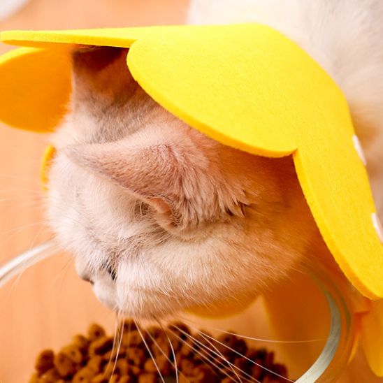 collerette chat alimentation pawtunia