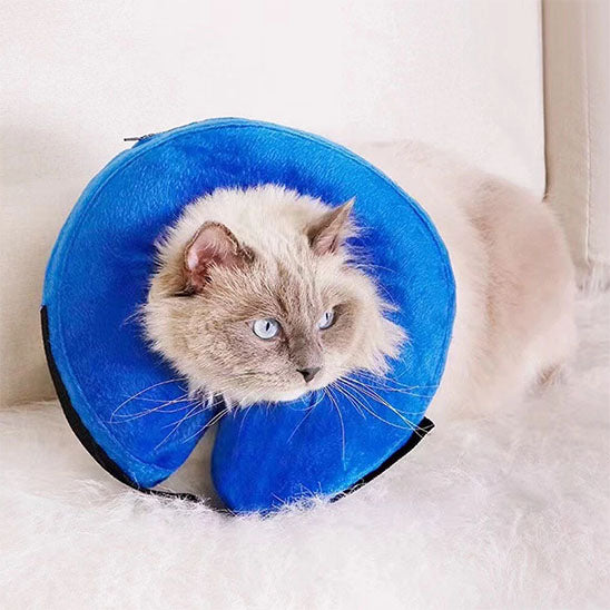 collerette chat bien etre softshield