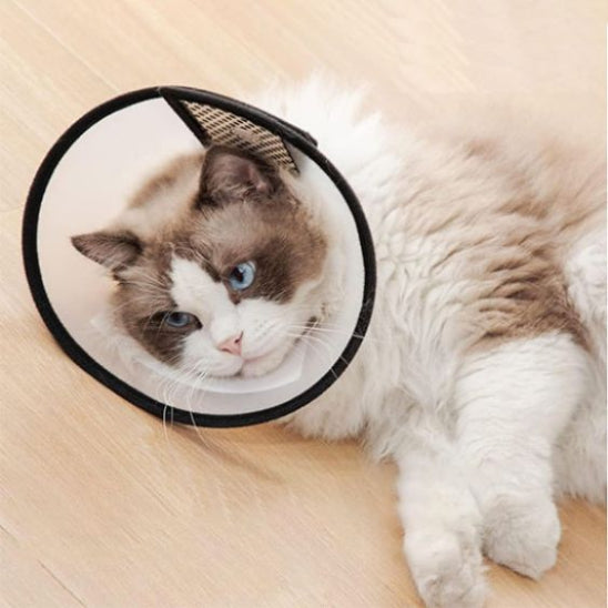 collerette chat calme petshield