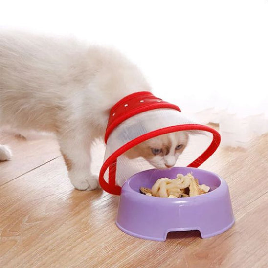 collerette chat rouge purrhalo