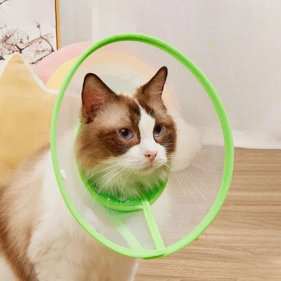 collerette chat vert purrhalo