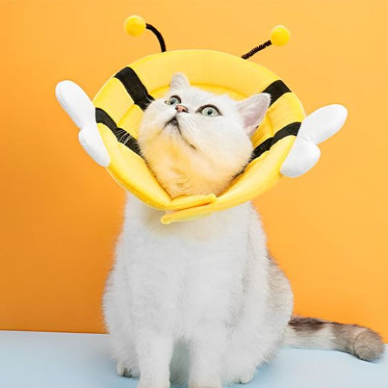collerette mignonne buzzguard