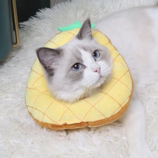 collerette nanas happyhalo