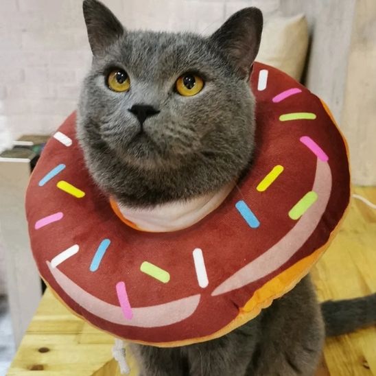 collerette pour chat chocolat fondant safedonut