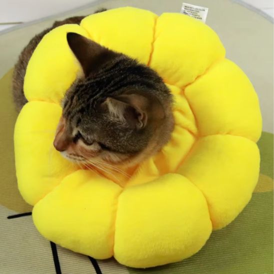 collerette pour chat douceur purrsun