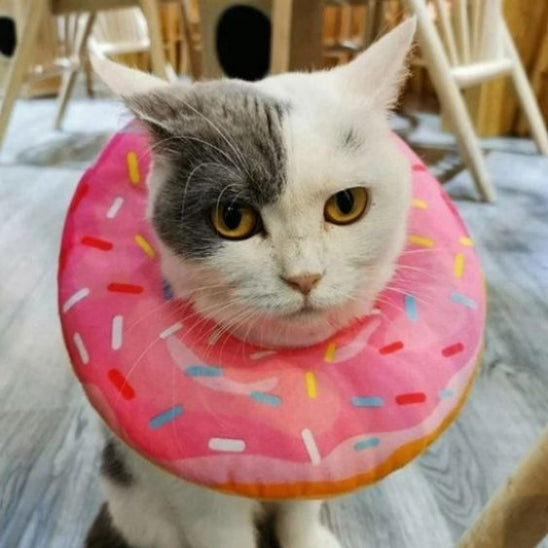 collerette pour chat fraise sucree safedonut
