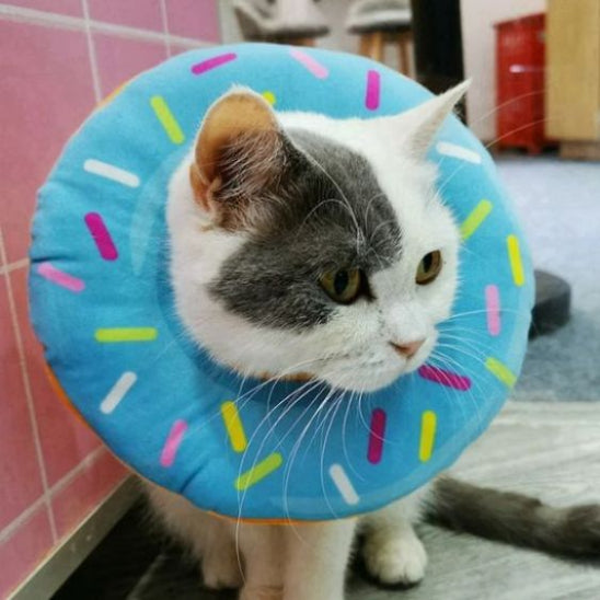 collerette pour chat myrtille gourmande safedonut