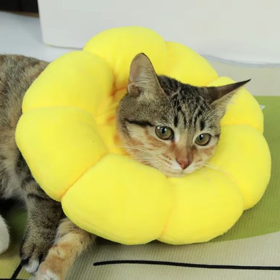 collerette pour chat oreiller purrsun
