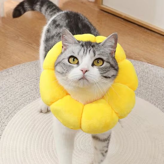 collerette pour chat tournesol purrsun