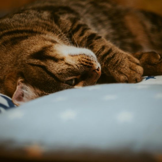 coussin chat confort absolu furfluff