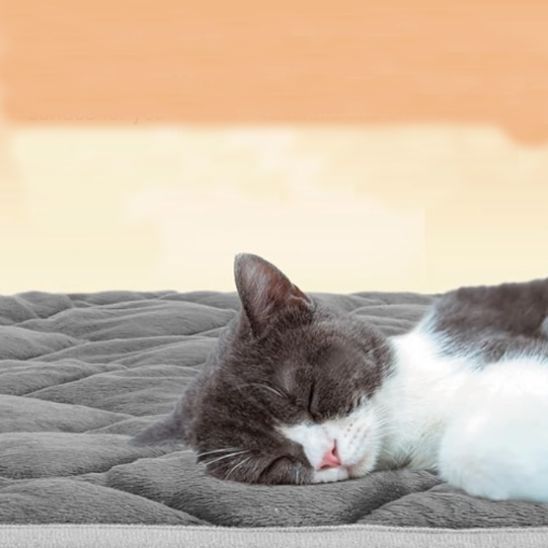 coussin chat confortable kittycush