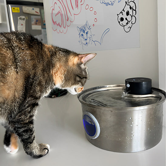 fontaine a eau chat curiosite purrflow