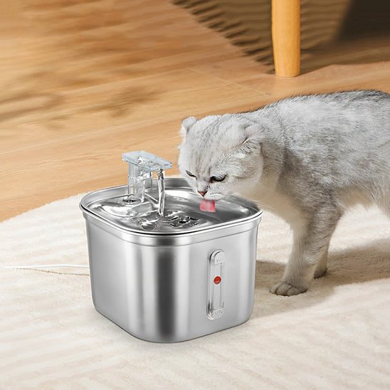 fontaine a eau chat eau fraiche whiskerwell