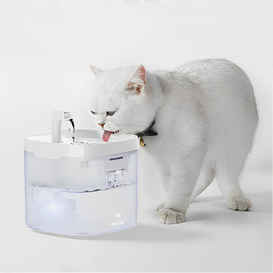 fontaine a eau chat hydratation kittysip