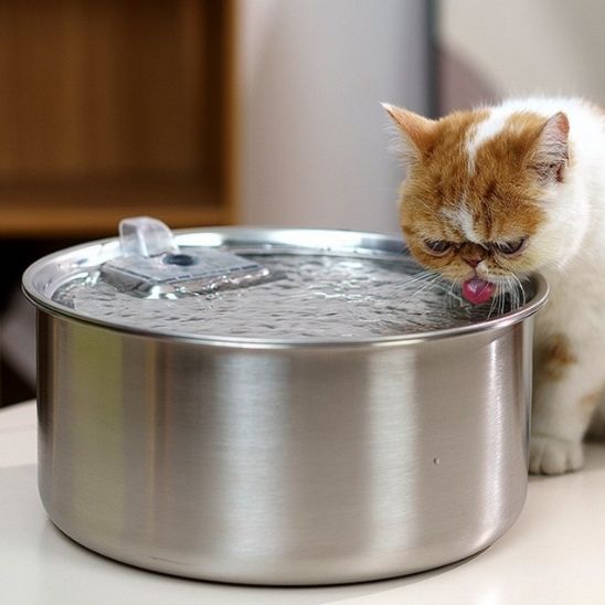 fontaine a eau chat purete purrspring