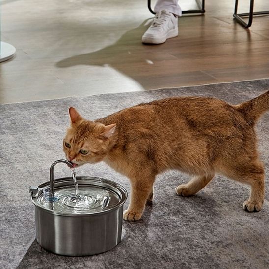 fontaine a eau chat salon purrspring