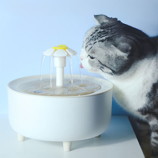 fontaine a eau pour chat design hydrokit