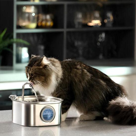 fontaine chat cuisine aquasense