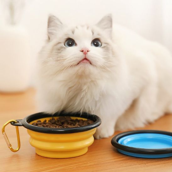 gamelle chat repas sain meowbite