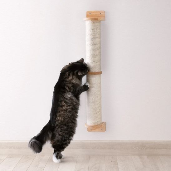 griffoir chat sur mur pawledge