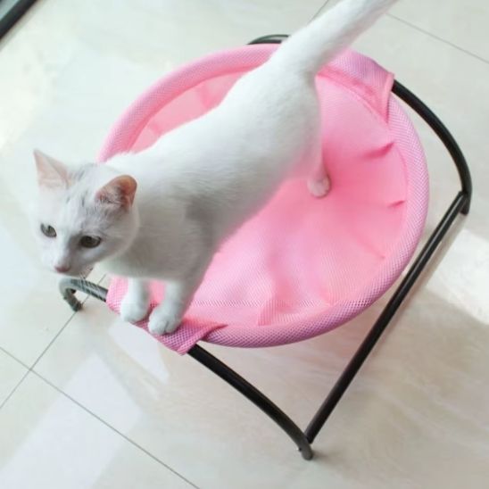 hamac-chat-curiosite
