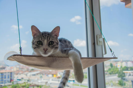 chat relaxant au soleil dans un hamac pour chat