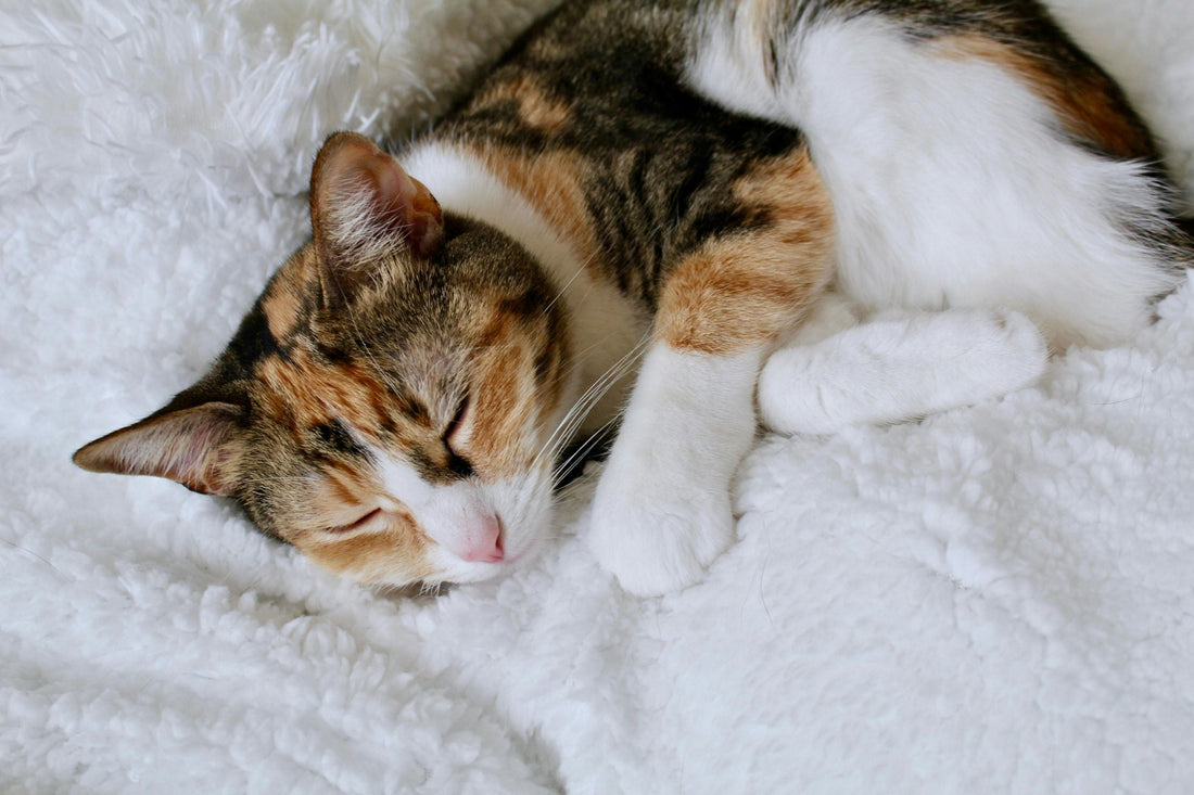 chat endormi hamac pour chat doux