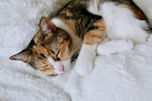 chat endormi hamac pour chat doux