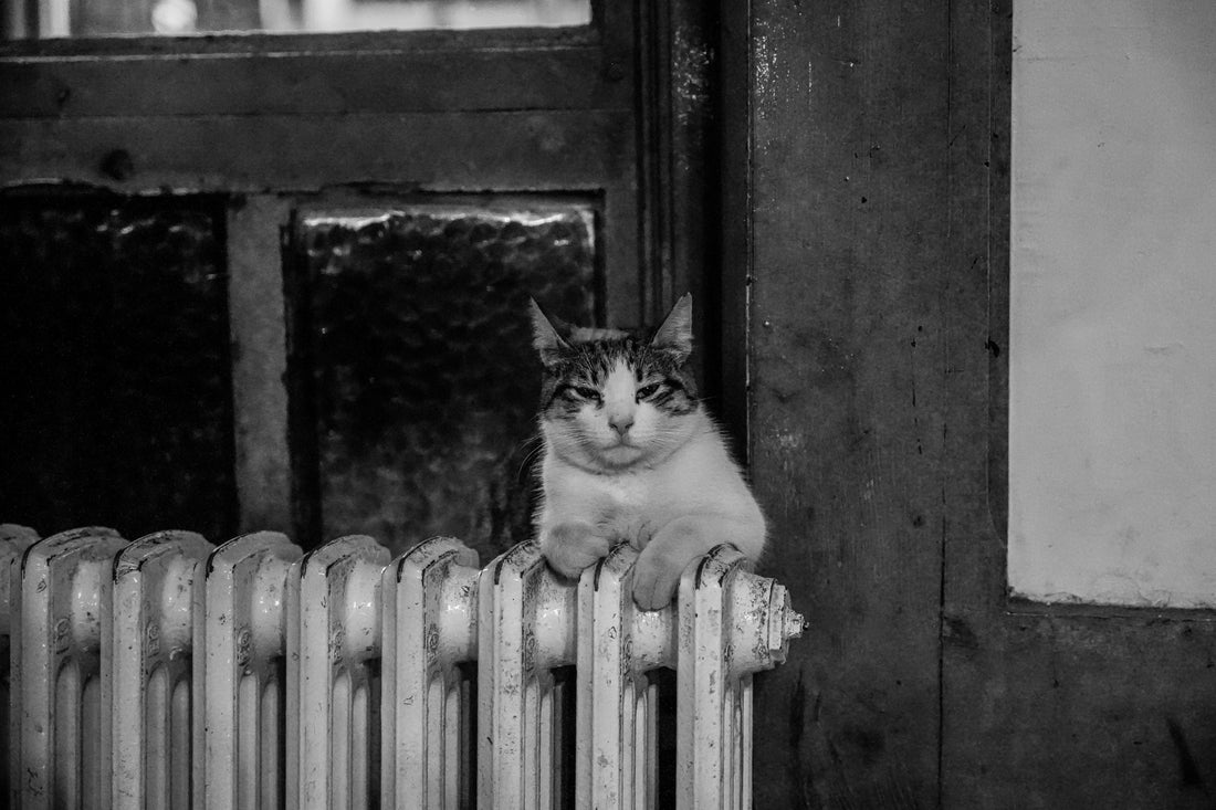 chat qui se rechauffe sur radiateur