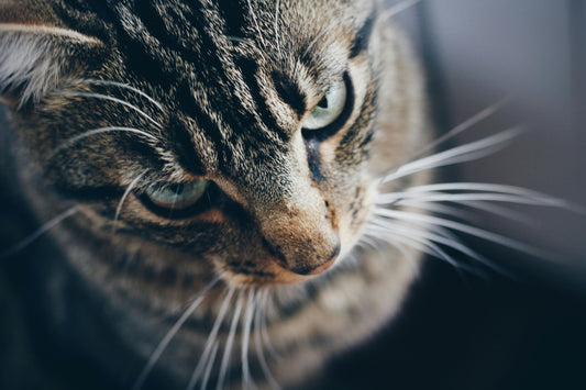 chat qui semble fache