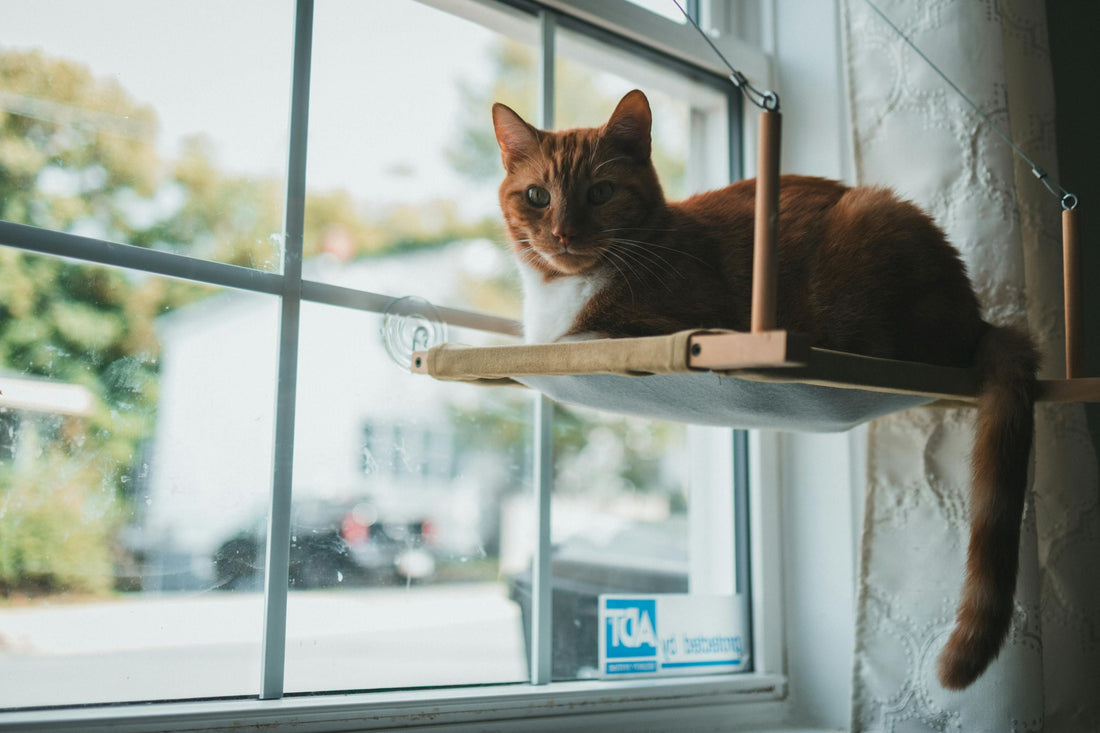 chat relaxe dans un hamac pour chat confortable