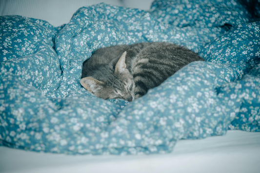 combien-dheures-dort-un-chat-par-jour-blog