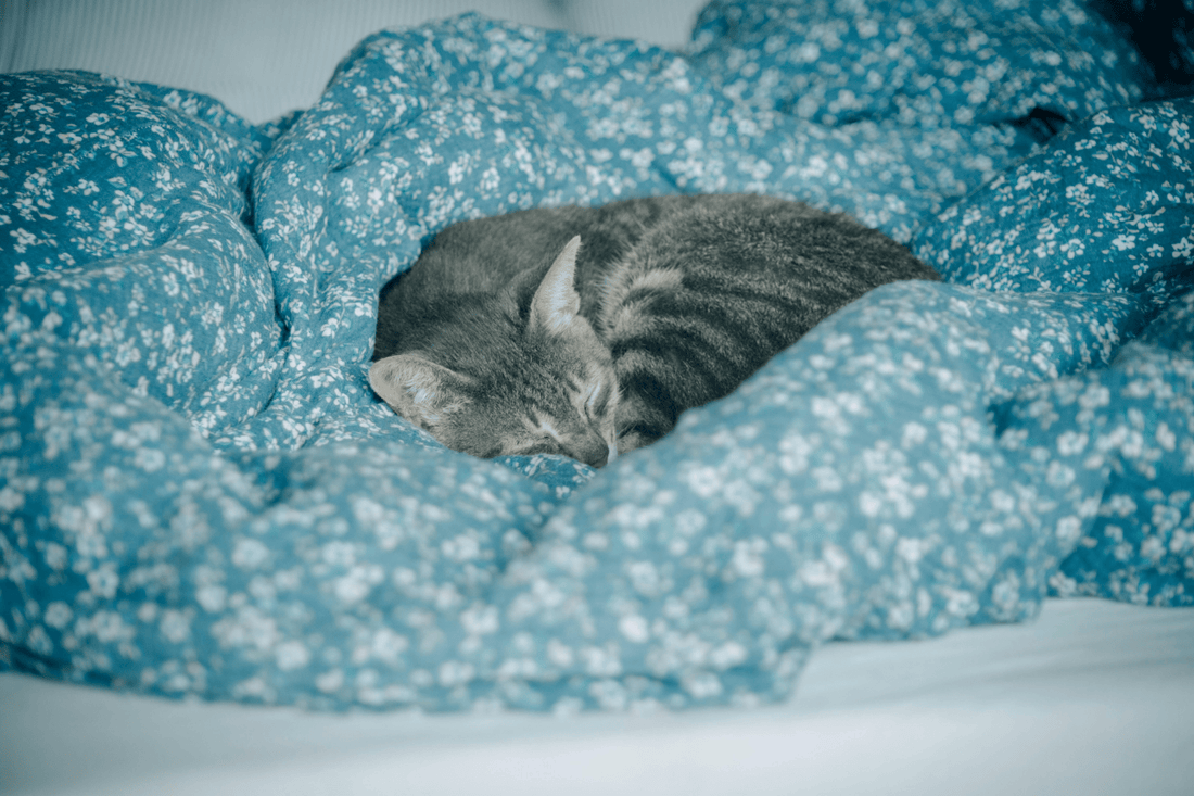 chat endormi sur couverture bleue moelleuse