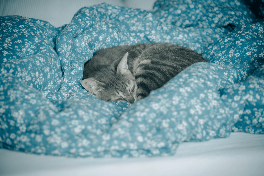 chat endormi sur couverture bleue moelleuse