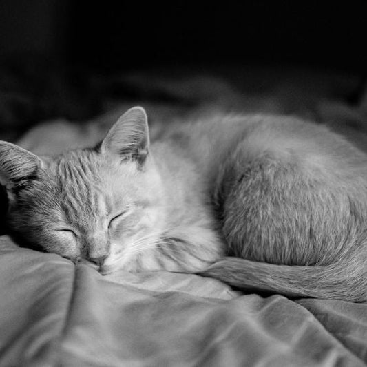 couchage-pour-chat-blog