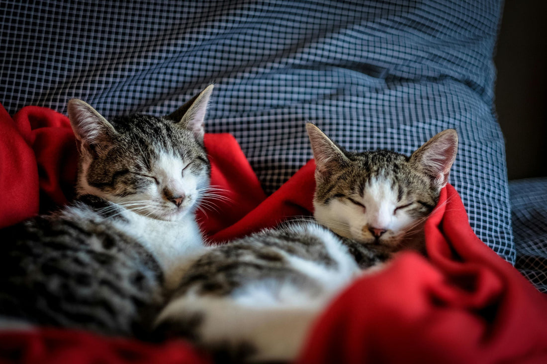 deux chatons endormis sur couverture rouge