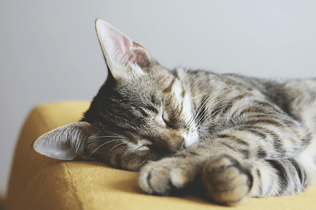 petit chat mignon couche sur divan jaune