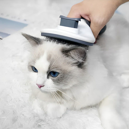 brosse-chat-gris-magichair