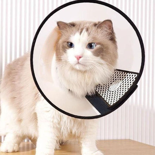 collerette chat curieux petshield