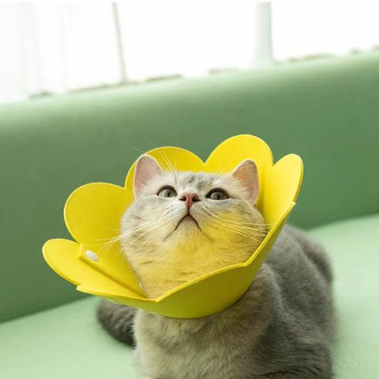 collerette chat design pawtunia