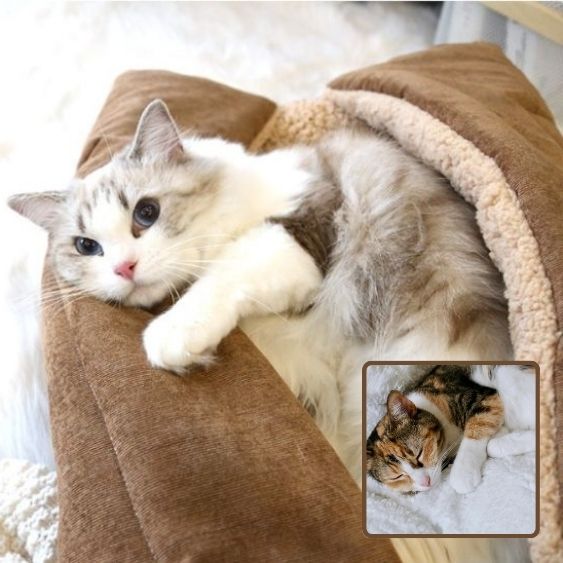 coussin chat confortable flexicat