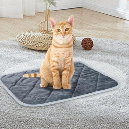 coussin chat salon kittycush