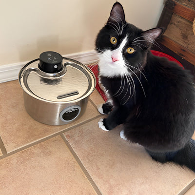 fontaine a eau chat cuisine purrflow
