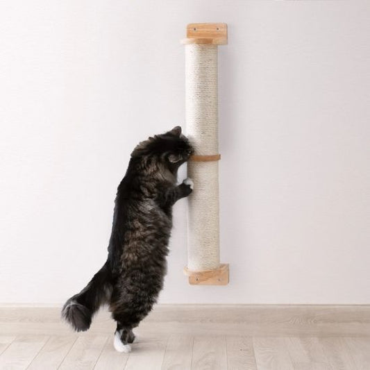 griffoir chat sur mur pawledge