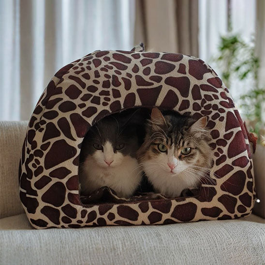 niche à chat tachetée whiskerhut