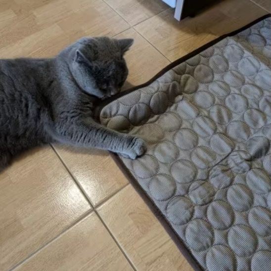 tapis rafraichissant chat gris fonce chillmat