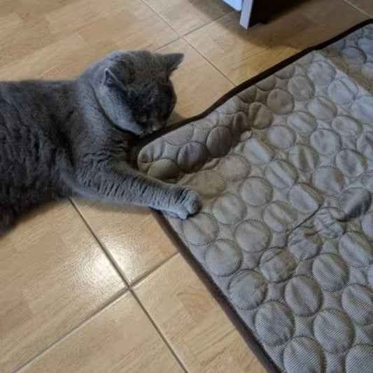 tapis rafraichissant chat gris fonce chillmat
